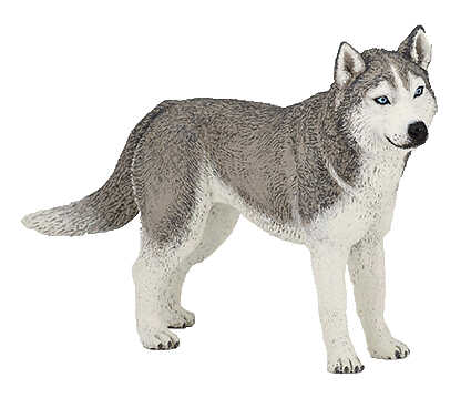 PAPO - Siberian Husky