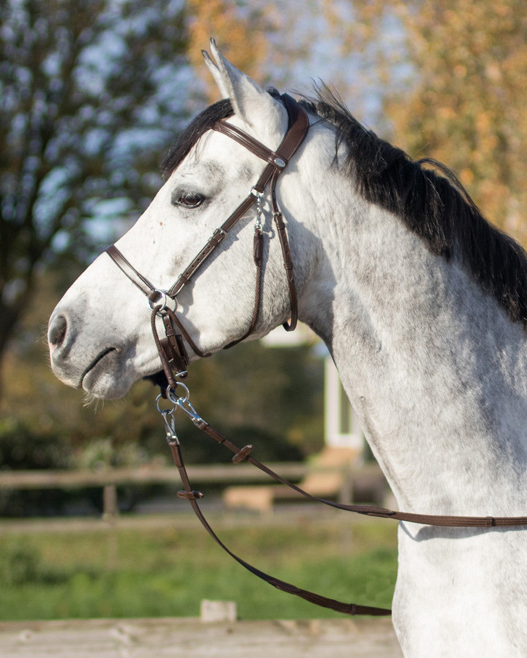 Bitless bridle Ceto