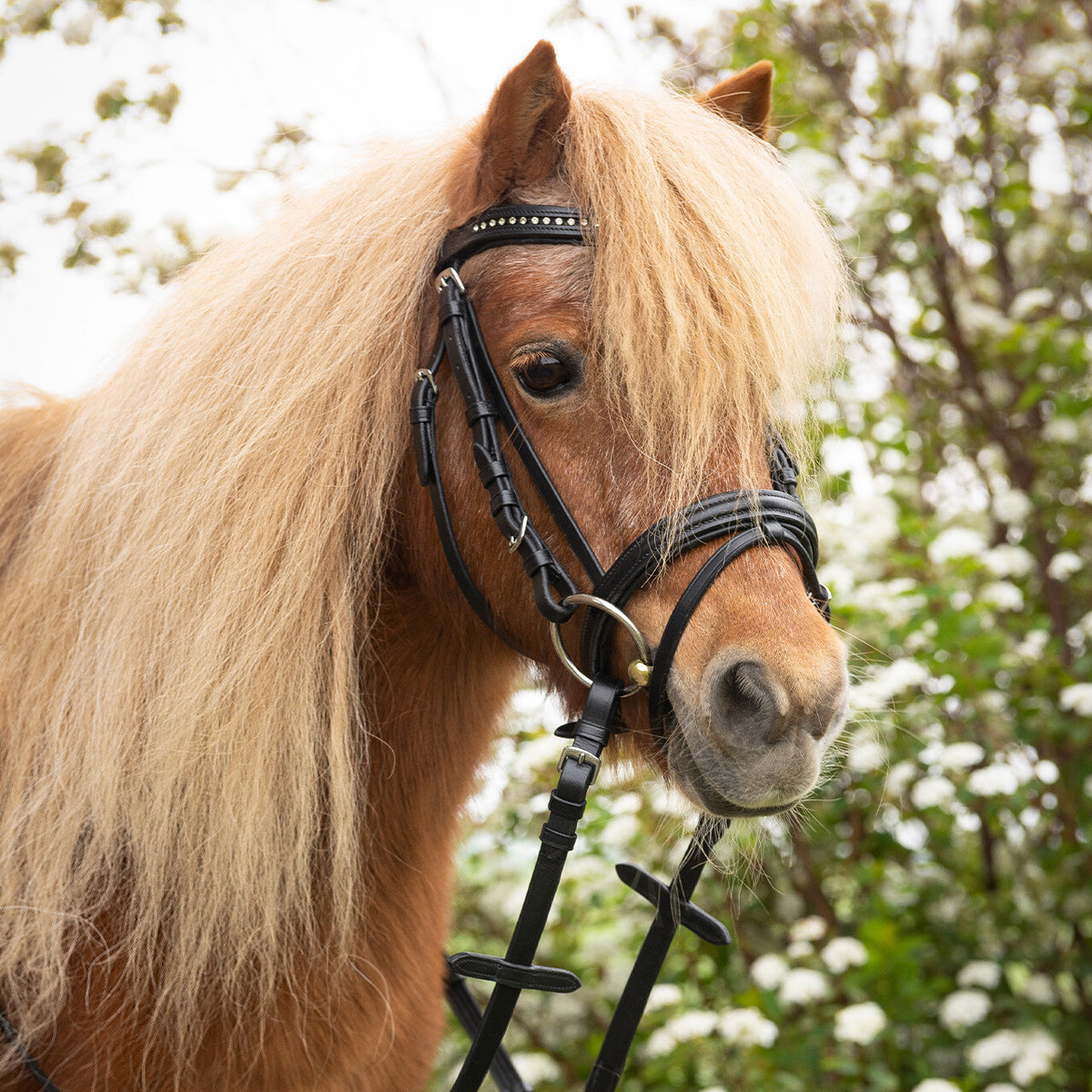 Bridle Beli incl. reins