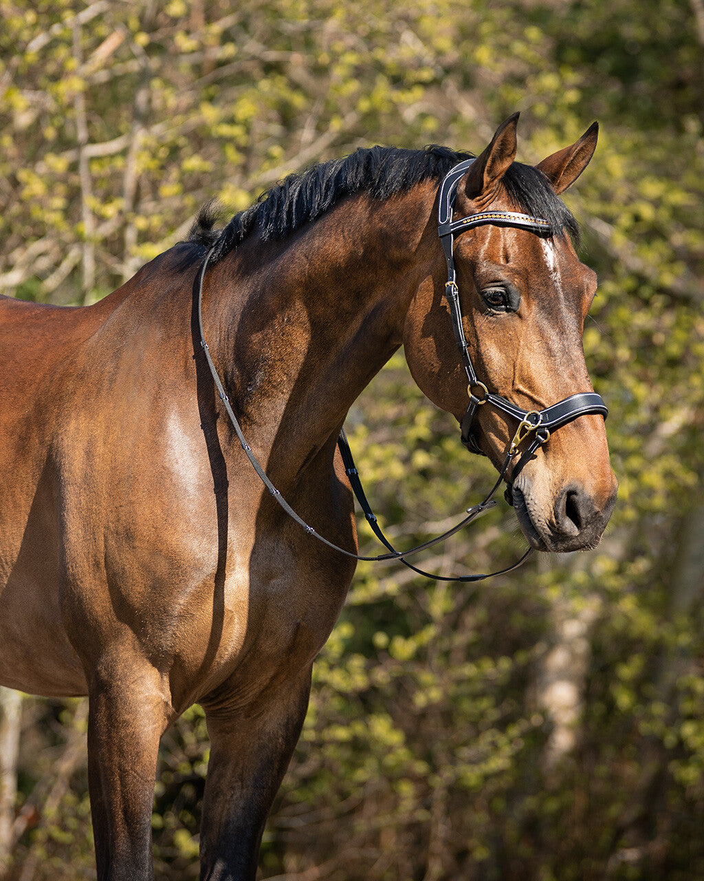 bitless bridle anatomical
