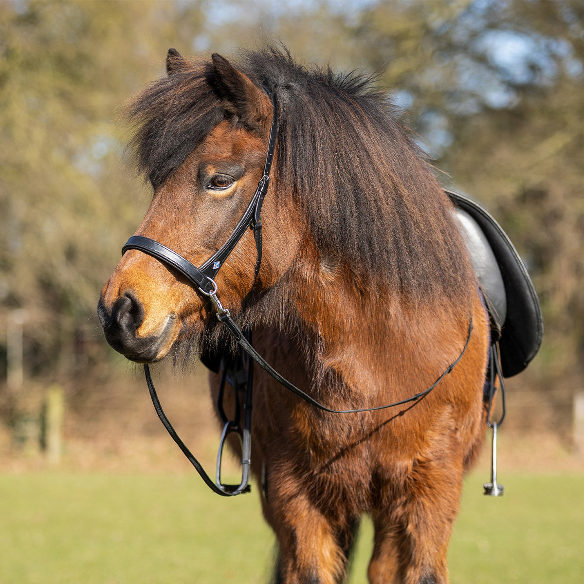Bitless bridle Fjara Icelandic