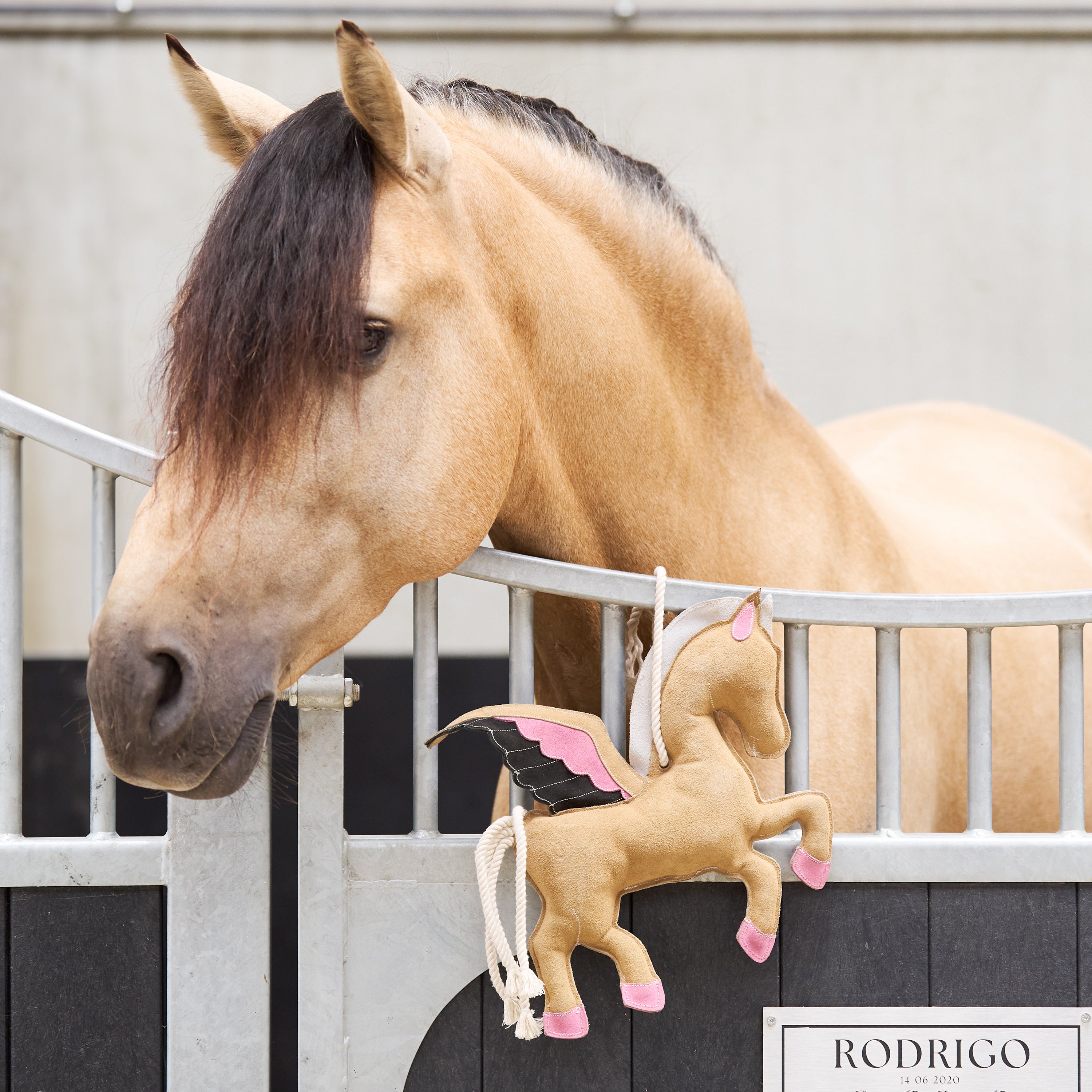 IRHStable buddy Pegasus