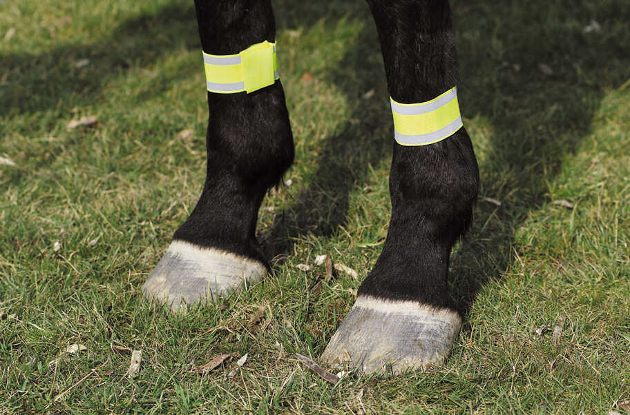 Bandages jaune NORTON