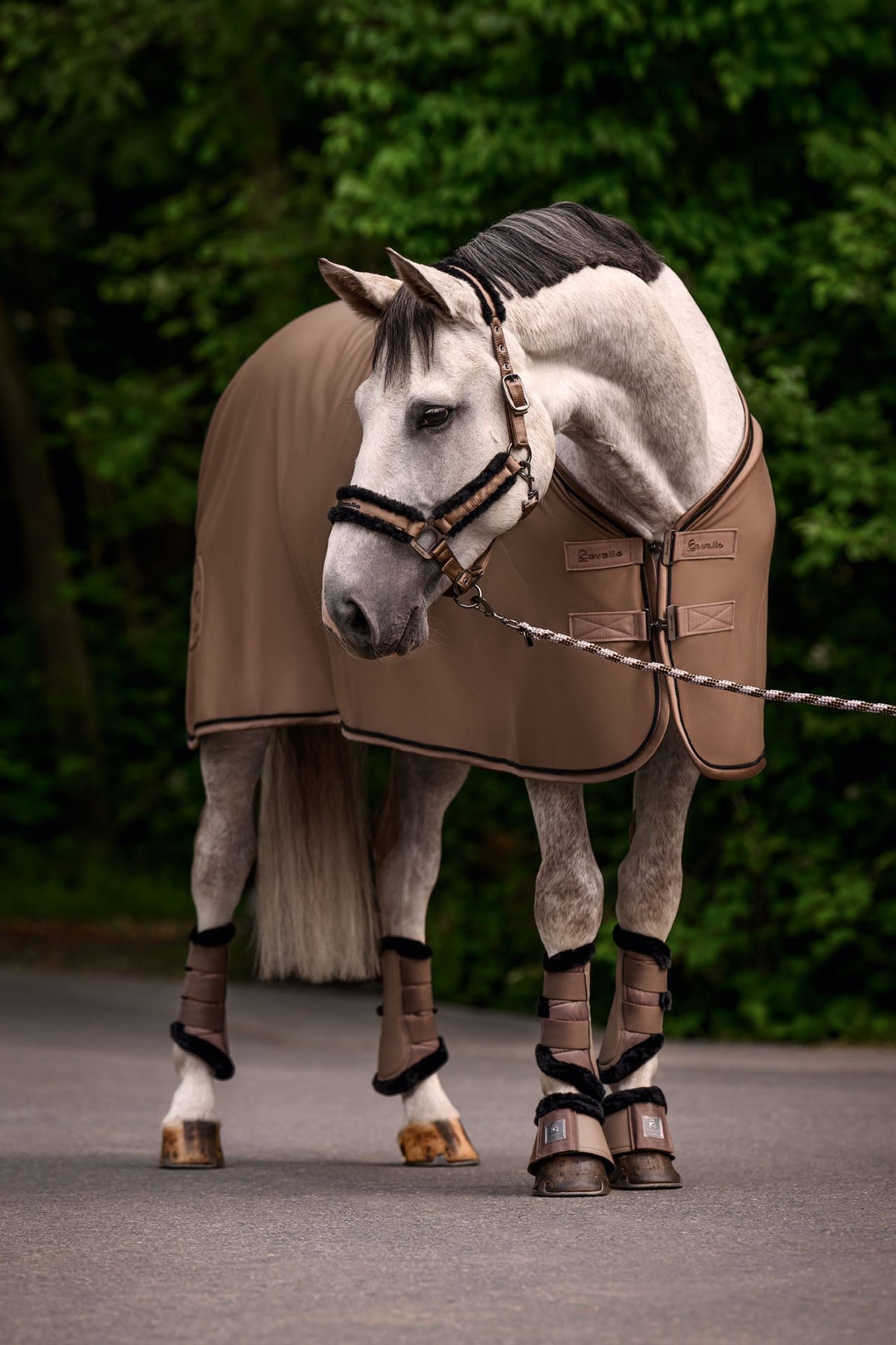 CAVALJODI