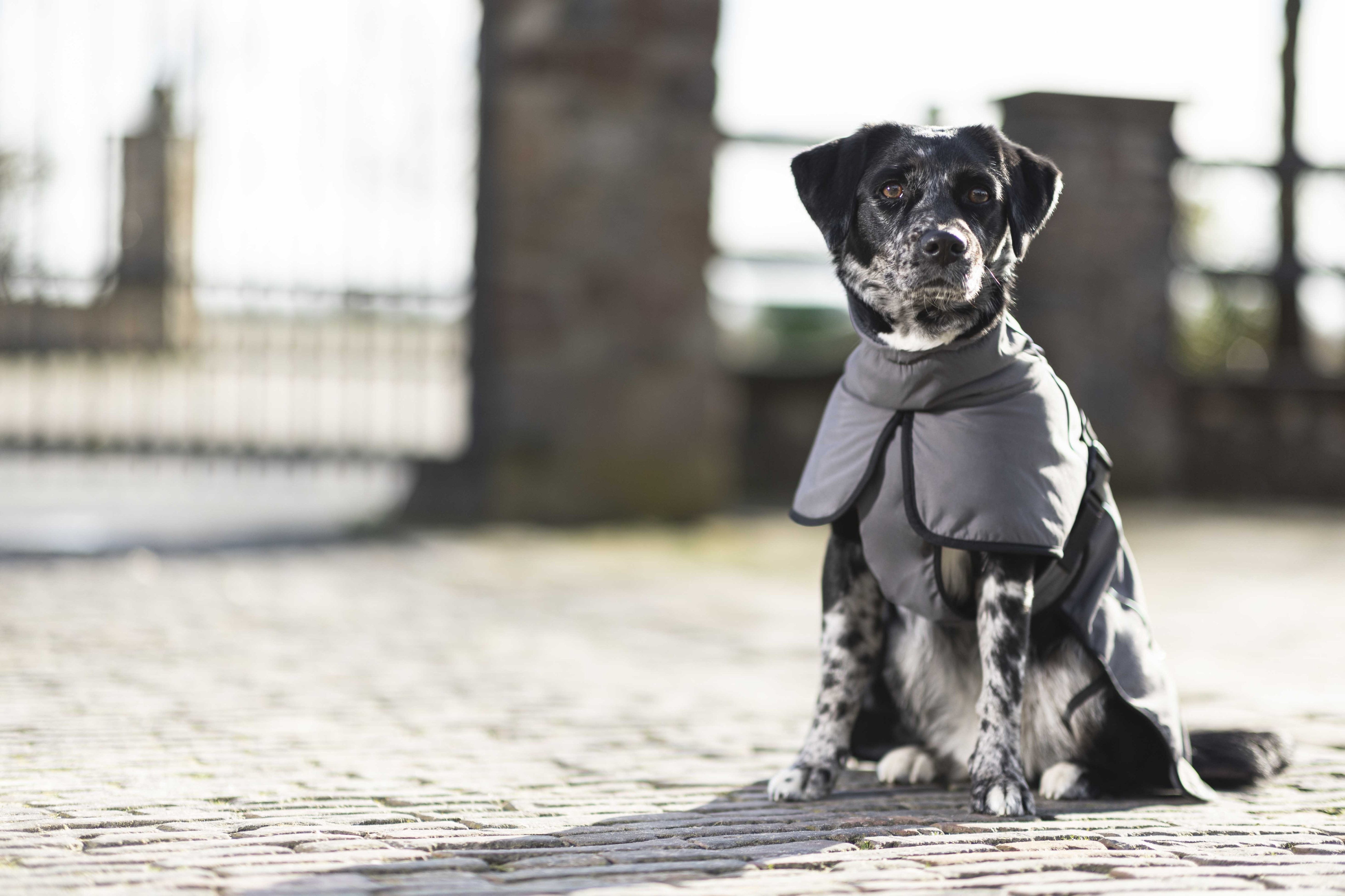 Dog coat -Buddy- with fleece lining 9300 deep grey / M