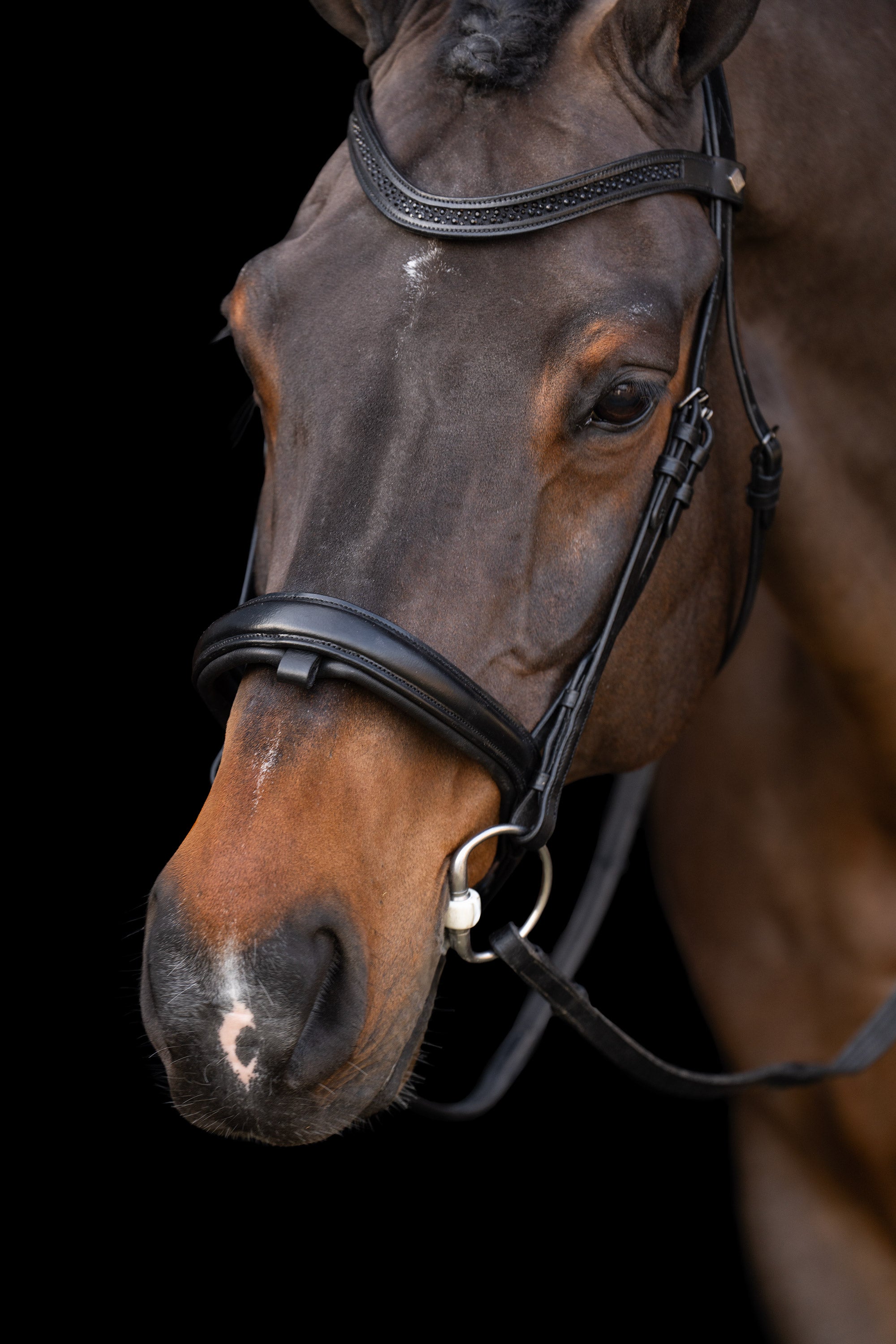 Snaffle bridle with English noseband IRH Black-Black / SH/S