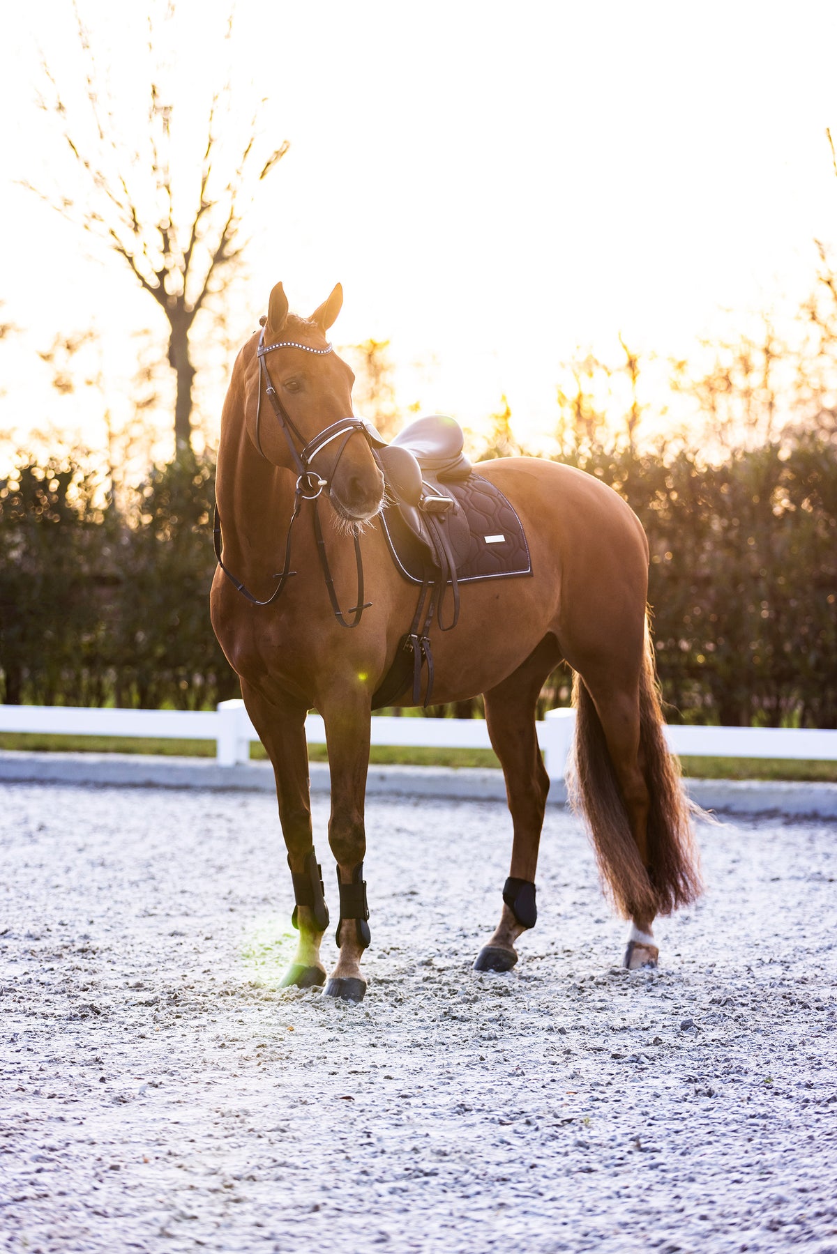 Fetlock boots IRHLovely