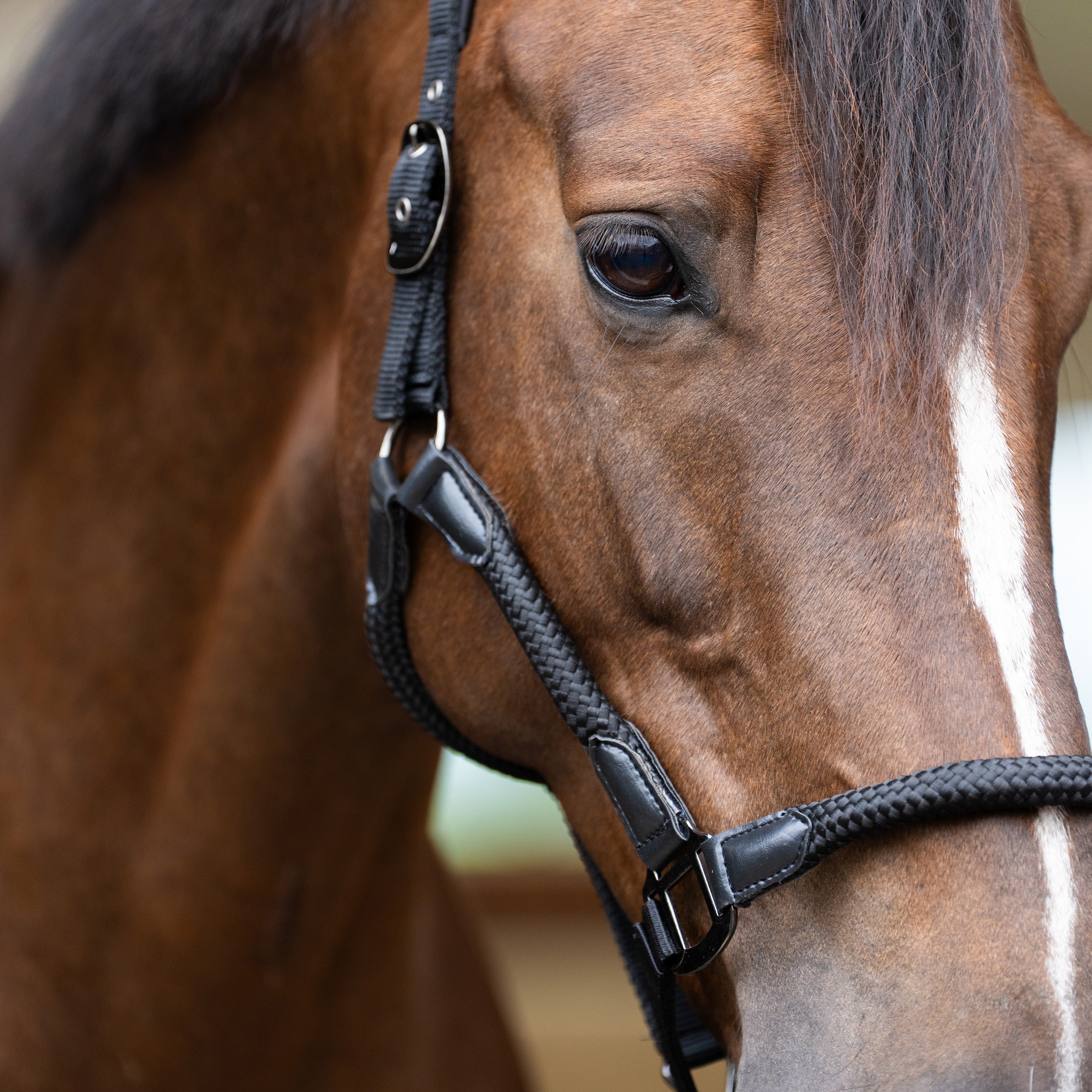 Headcollar IRHLaura