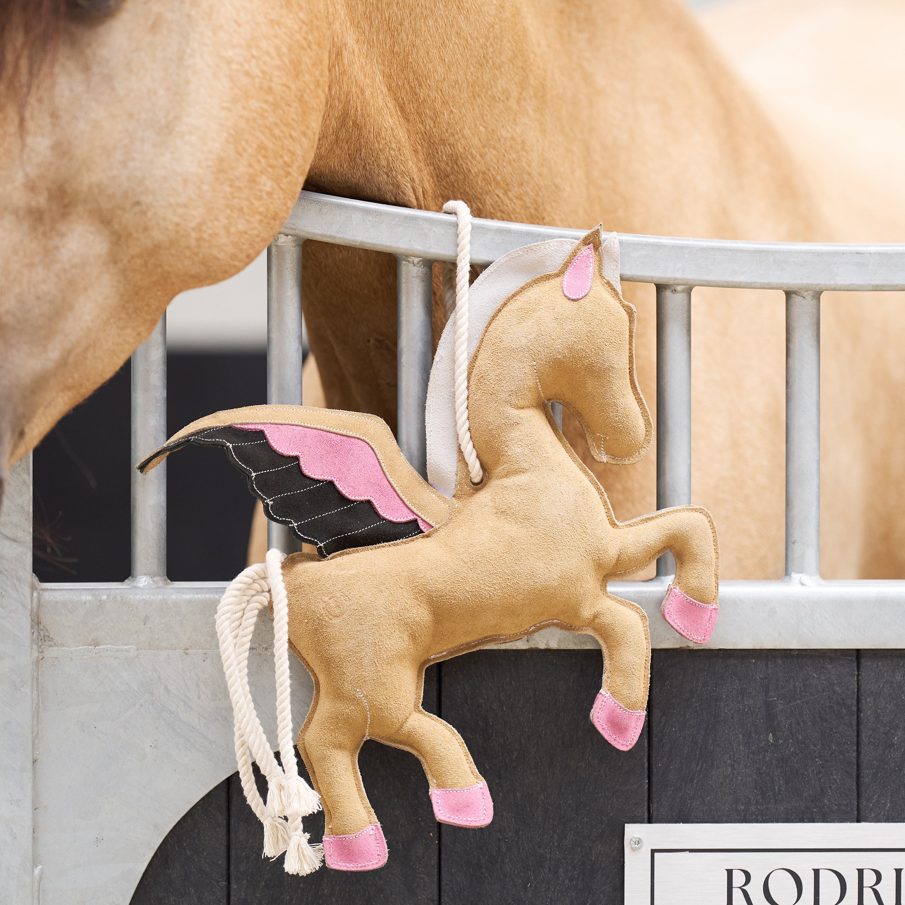 IRHStable buddy Pegasus