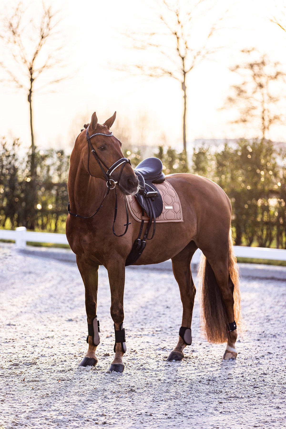 Fetlock boots IRHLovely