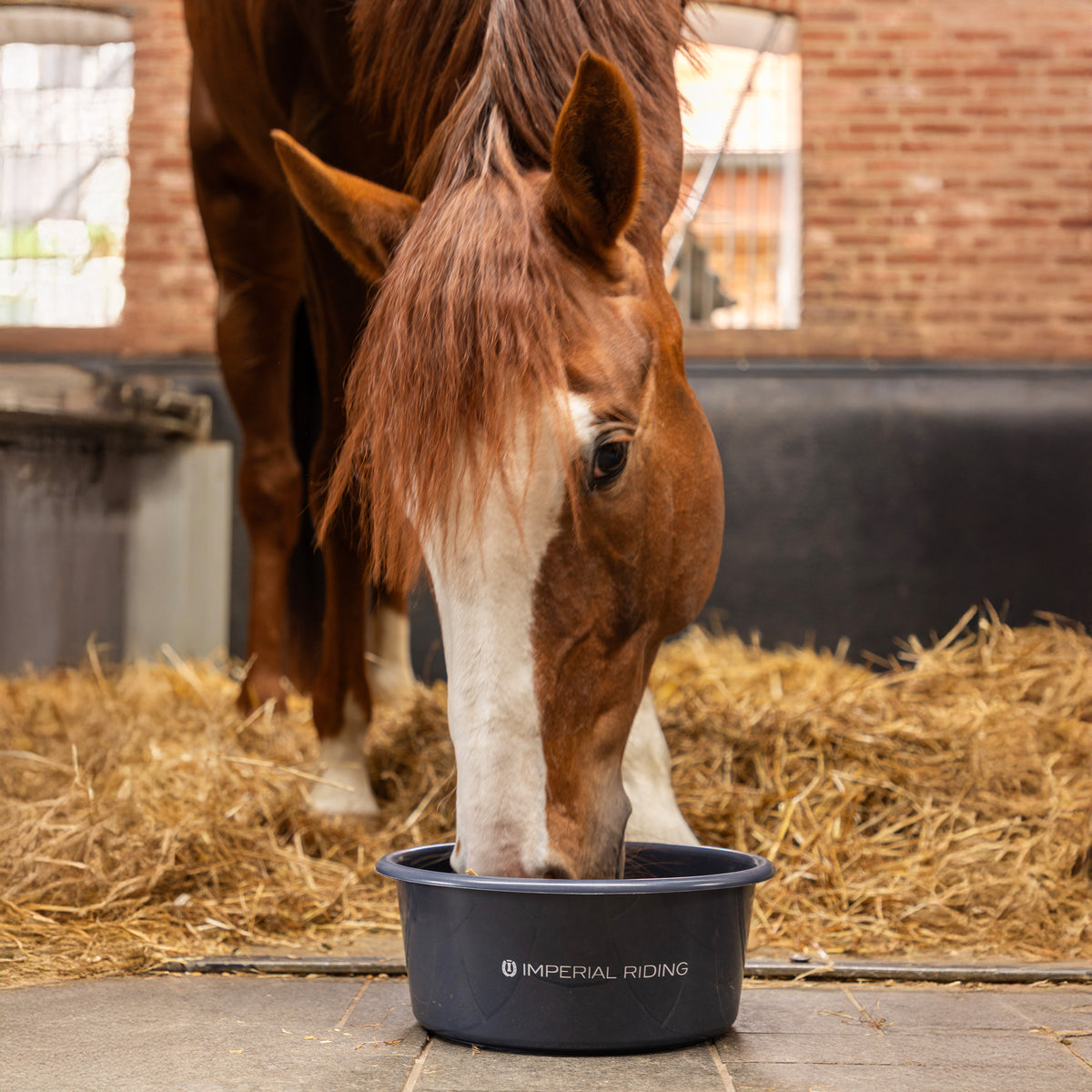 Feeding Bowl with Lid 6L IRHBasic