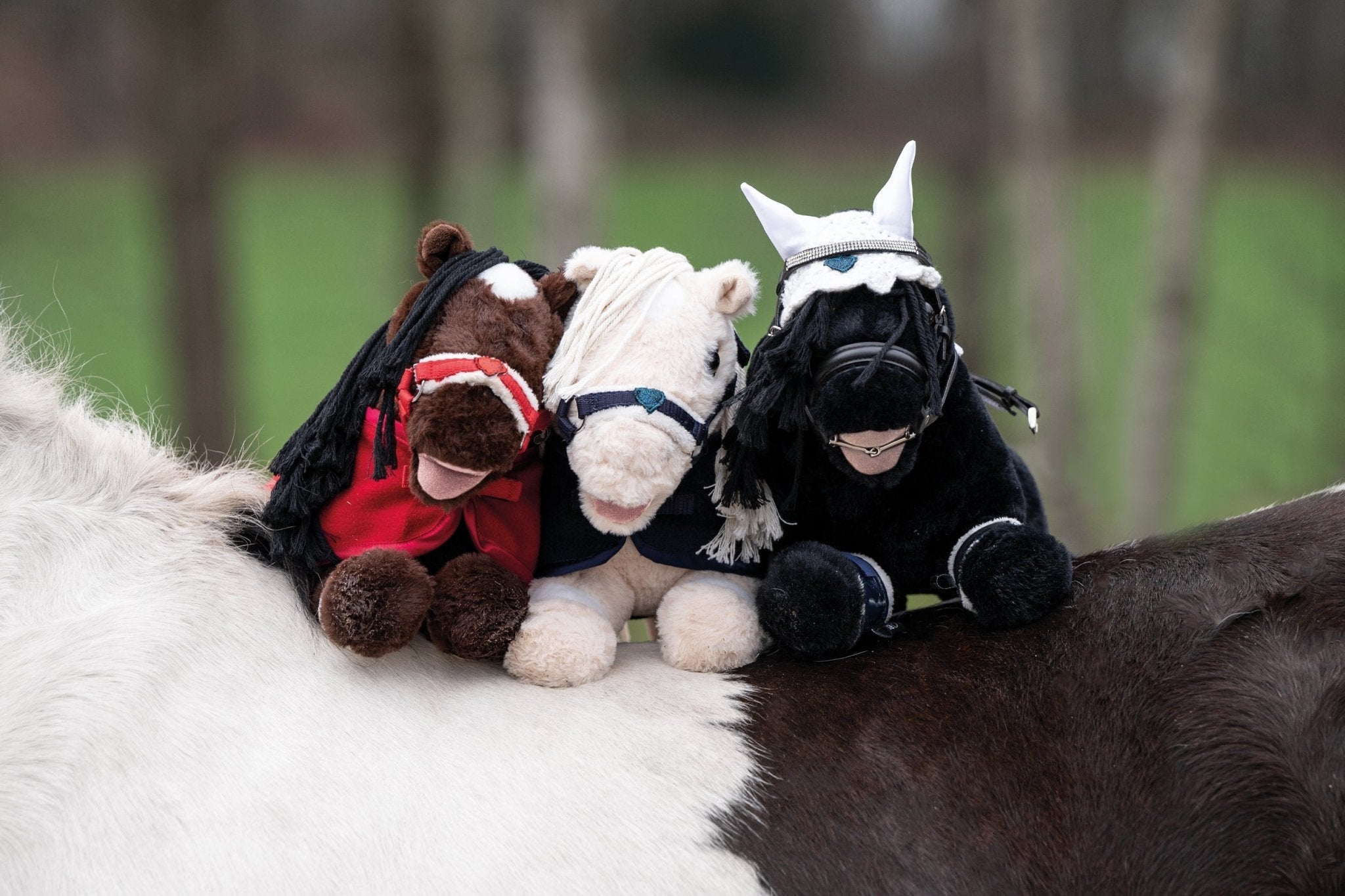 Cuddle Pony - Shetlandslycka - Always equine