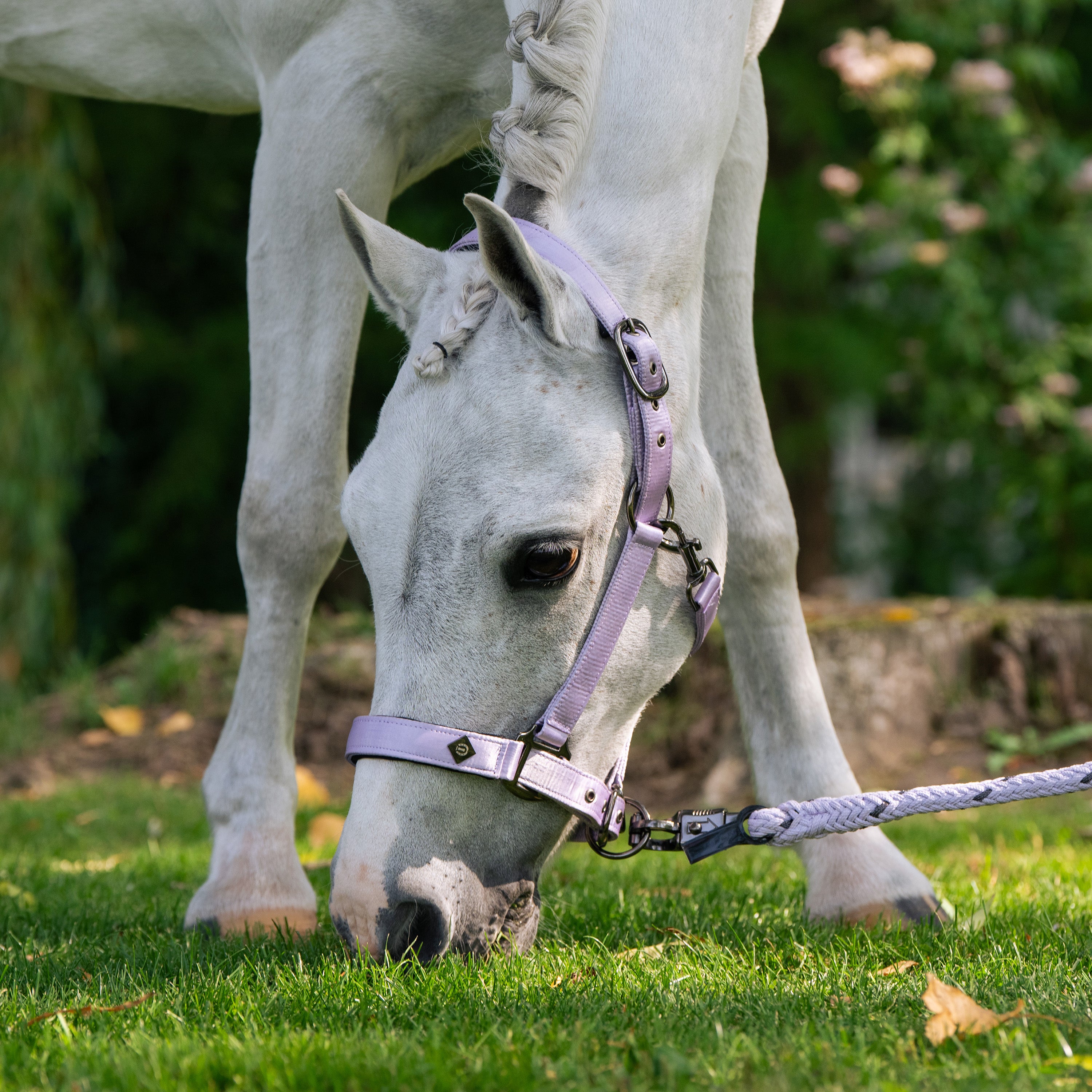 Headcollar IRHRebel