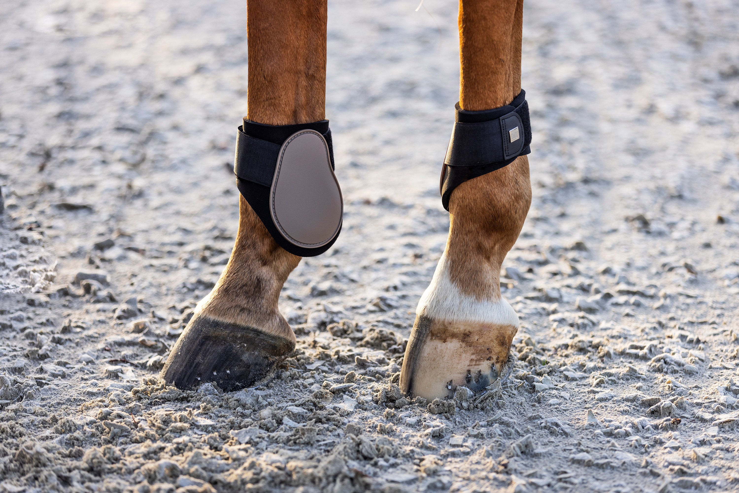 Fetlock boots IRHLovely