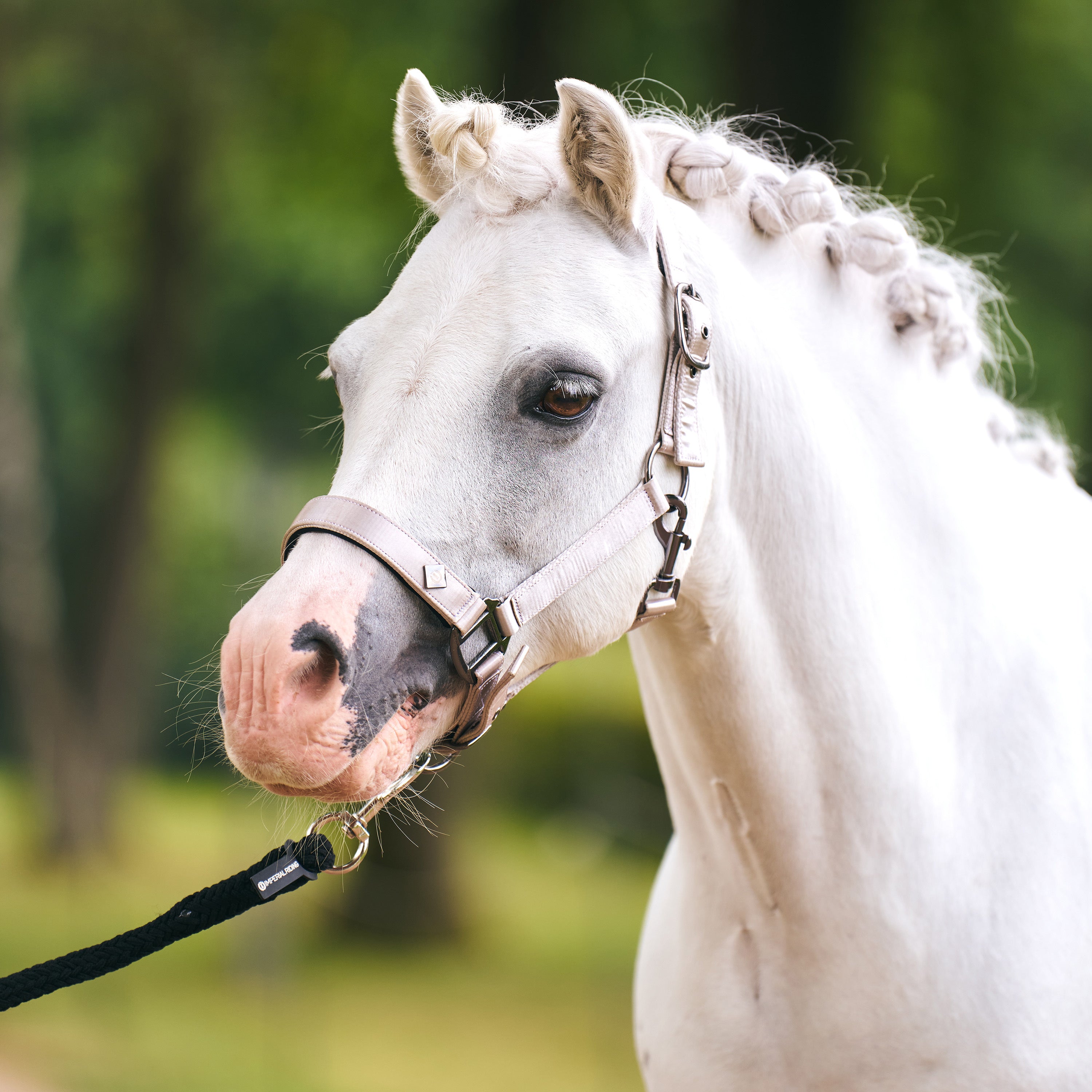 Headcollar IRHRebel