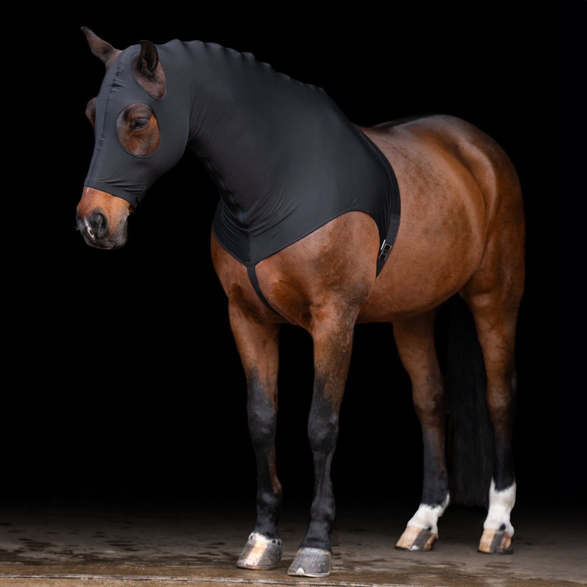Hood IRHSlinky - Shetlandslycka - Always equine